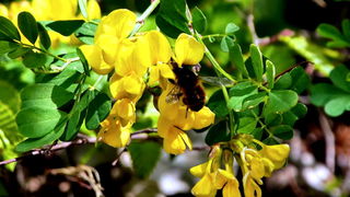 Pješačka staza Obrovac – Jankovića buk