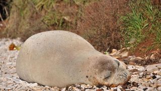 Sredozemna medvjedica na pulskoj plaži, Foto: Duško Marušić/PIXSELL Sredozemna medvjedica na pulskoj plaži, Foto: Duško Marušić/PIXSELL