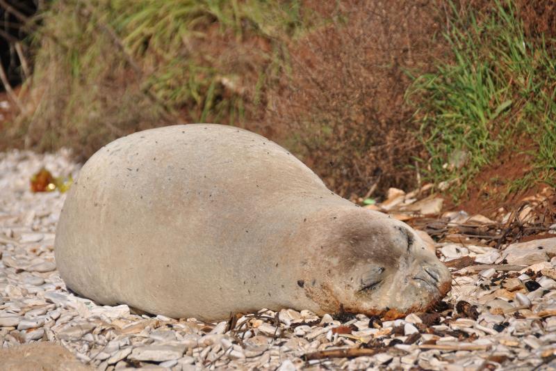 Sredozemna medvjedica na pulskoj plaži, Foto: Duško Marušić/PIXSELL Sredozemna medvjedica na pulskoj plaži, Foto: Duško Marušić/PIXSELL