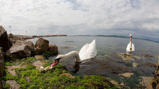 Labudovi u Bibinjama 6. svibnja 2013. Foto: Leo banić Labudovi u Bibinjama 6. svibnja 2013. Foto: Leo banić