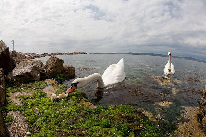 Labudovi u Bibinjama 6. svibnja 2013. Foto: Leo banić Labudovi u Bibinjama 6. svibnja 2013. Foto: Leo banić