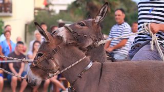 Trka Tovarov – 48. Memorijal Kenje Vijole Sukošan  Photo: Leo Banić