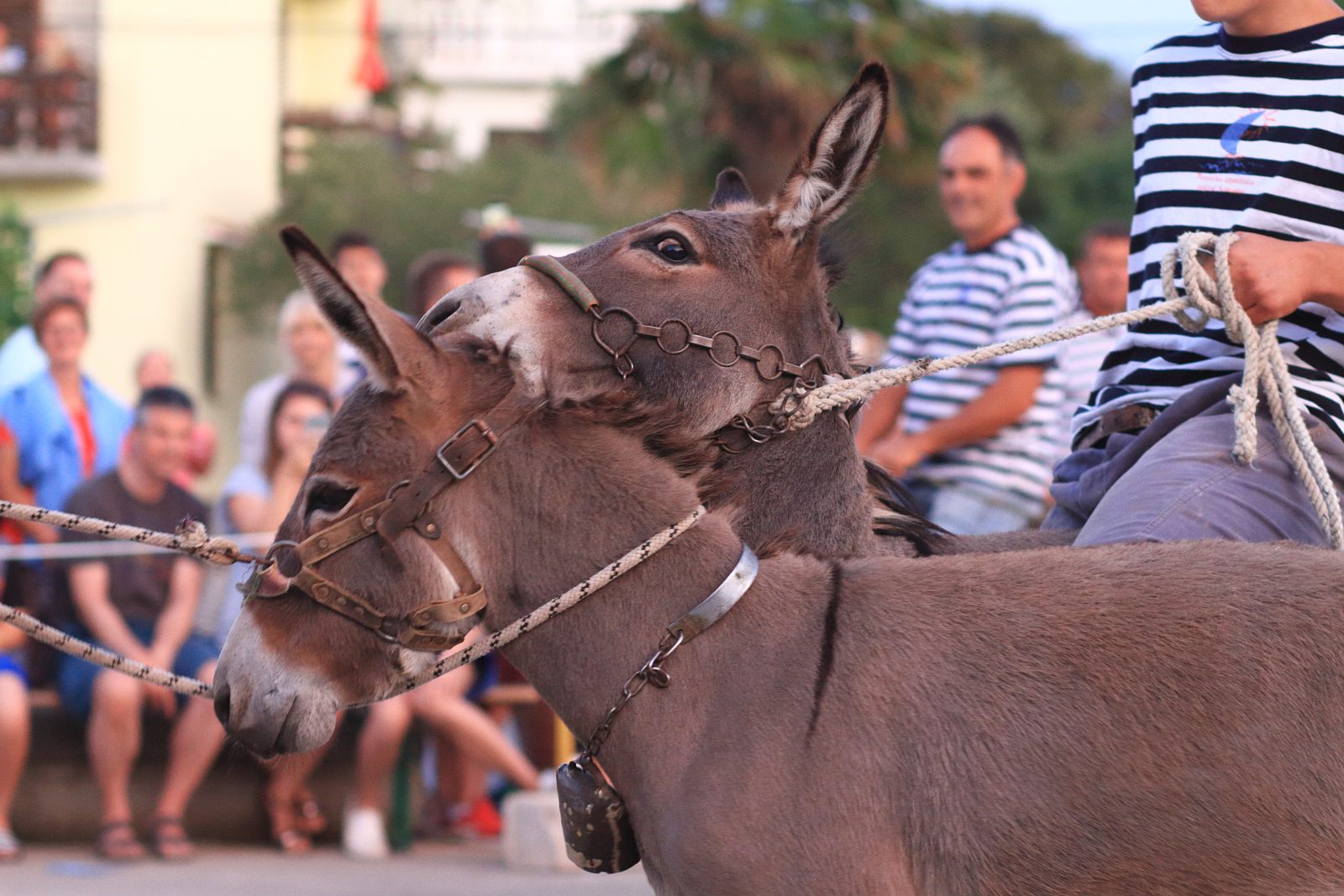 Trka Tovarov – 48. Memorijal Kenje Vijole Sukošan  Photo: Leo Banić