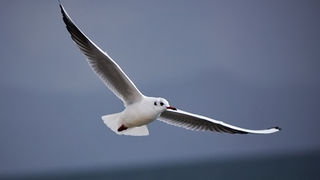 Zadarski let galebova (foto:Saša Čuka)