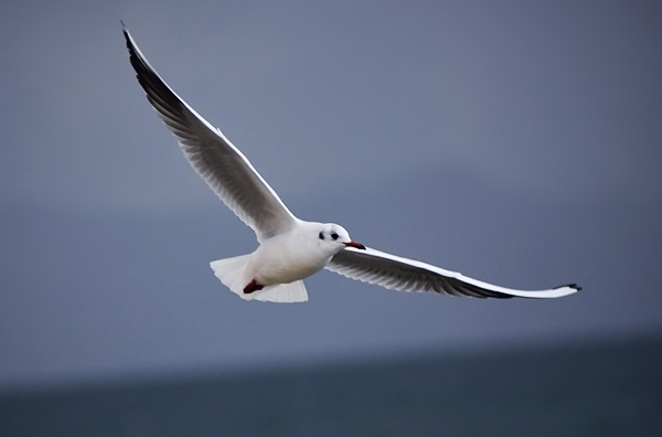 Zadarski let galebova (foto:Saša Čuka)