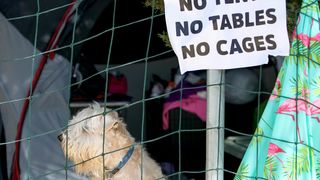 Međunarodna izložba pasa CACIB 2023