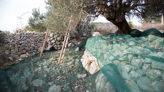 Berba maslina u Lunu, foto: V. Pesic