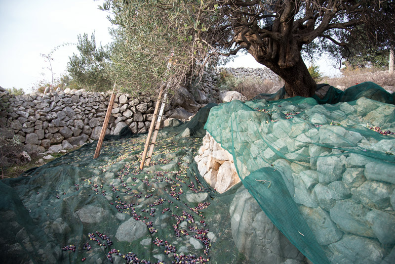 Berba maslina u Lunu, foto: V. Pesic