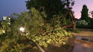 Srušeno stablo kod Vatrogasnog doma na Relji