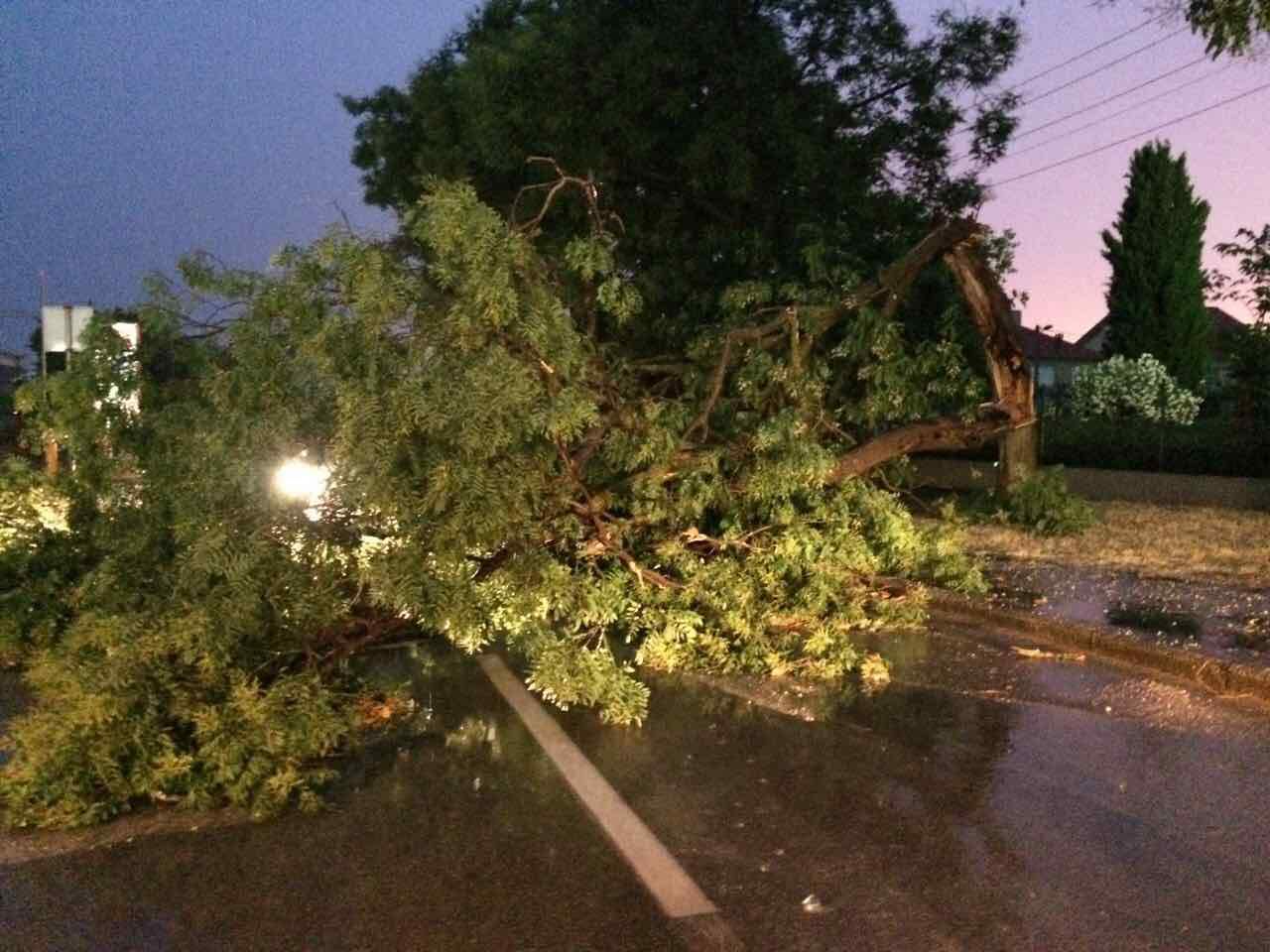 Srušeno stablo kod Vatrogasnog doma na Relji