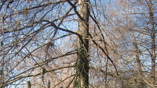 Prijepodne u parku Vruljica