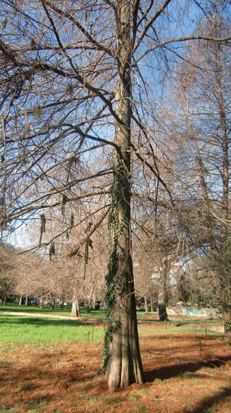 Prijepodne u parku Vruljica