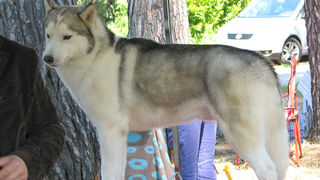 Image 1171089 (auto)