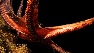 Foto: Ante Uglešić Foto: Ante Uglešić