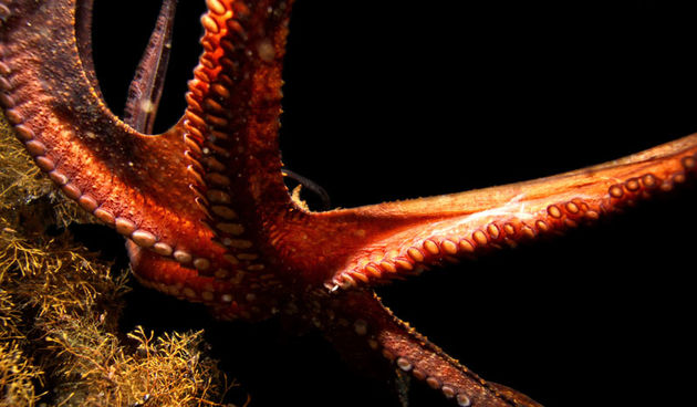 Foto: Ante Uglešić