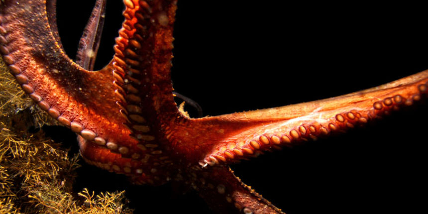 Foto: Ante Uglešić Foto: Ante Uglešić