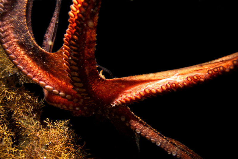 Foto: Ante Uglešić Foto: Ante Uglešić