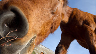 Velebitski divlji konji, Foto: Leo Banić