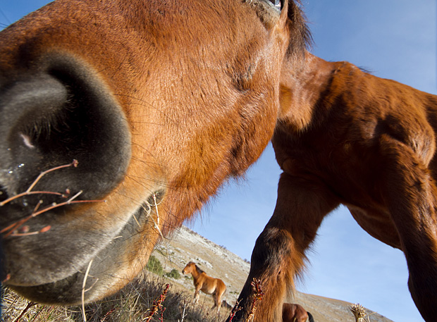 Velebitski divlji konji, Foto: Leo Banić