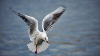 Zadarski let galebova (foto:Saša Čuka)
