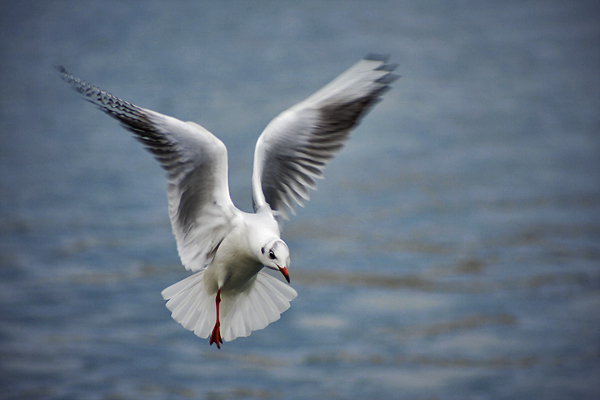 Zadarski let galebova (foto:Saša Čuka)