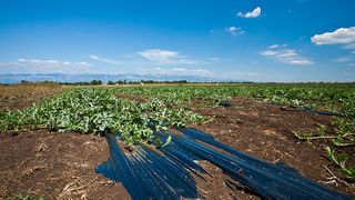 Zlatno žito Dalmacije, slama, foto: Leo Banić