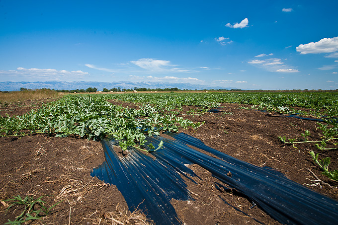 Zlatno žito Dalmacije, slama, foto: Leo Banić