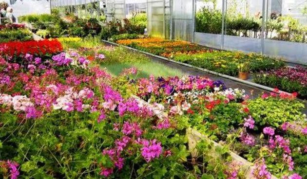 Rasadnik Cerodol – sadnice