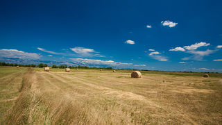 Zlatno žito Dalmacije, slama, foto: Leo Banić