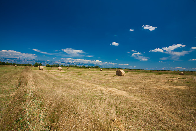 Zlatno žito Dalmacije, slama, foto: Leo Banić