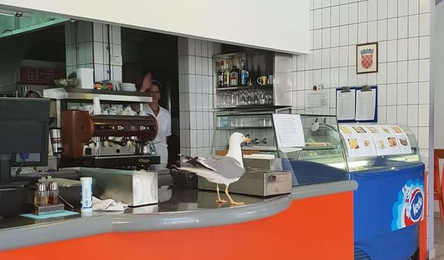 Galebovi svakodnevno traže hranu u studentskoj menzi