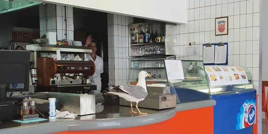 Galebovi svakodnevno traže hranu u studentskoj menzi Galebovi svakodnevno traže hranu u studentskoj menzi