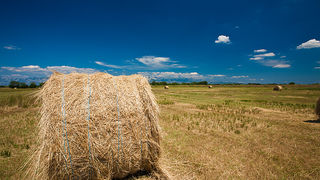 Zlatno žito Dalmacije, slama, foto: Leo Banić