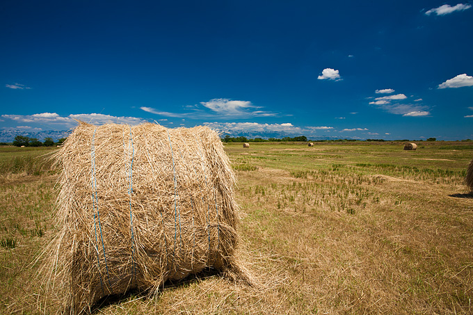 Zlatno žito Dalmacije, slama, foto: Leo Banić