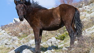 Divlji konji na Velebitu, foto: Leo Banić