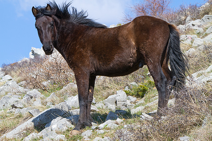 Divlji konji na Velebitu, foto: Leo Banić