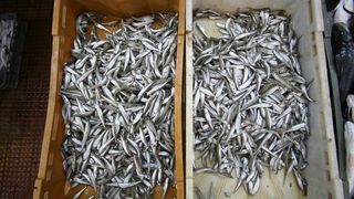 Gavuni 12 kn/kg