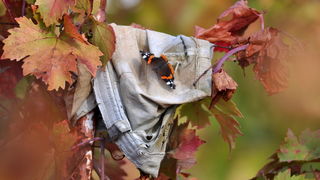 Zadar, 021111
Uz cestu koja vodi od Zadra prema Razancu moze se vidjeti jedan od sigurno najneobicnijih vinograda na svijetu. Umjesto uobicajenih strasila, vinograd cuvaju ogromni plisani medvjedi , lutke, barbike i raznorazne druge igracke i predmeti.
Fo Zadar, 021111
Uz cestu koja vodi od Zadra prema Razancu moze se vidjeti jedan od sigurno najneobicnijih vinograda na svijetu. Umjesto uobicajenih strasila, vinograd cuvaju ogromni plisani medvjedi , lutke, barbike i raznorazne druge igracke i predmeti.
Fo