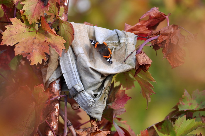 Zadar, 021111
Uz cestu koja vodi od Zadra prema Razancu moze se vidjeti jedan od sigurno najneobicnijih vinograda na svijetu. Umjesto uobicajenih strasila, vinograd cuvaju ogromni plisani medvjedi , lutke, barbike i raznorazne druge igracke i predmeti.
Fo Zadar, 021111
Uz cestu koja vodi od Zadra prema Razancu moze se vidjeti jedan od sigurno najneobicnijih vinograda na svijetu. Umjesto uobicajenih strasila, vinograd cuvaju ogromni plisani medvjedi , lutke, barbike i raznorazne druge igracke i predmeti.
Fo