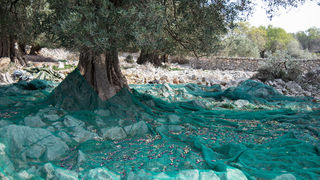 Berba maslina u Lunu, foto: V. Pesic