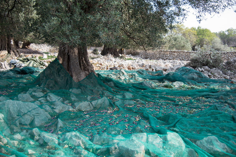 Berba maslina u Lunu, foto: V. Pesic
