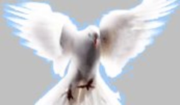 Bijela golubica (Foto: www.katolici.org)
