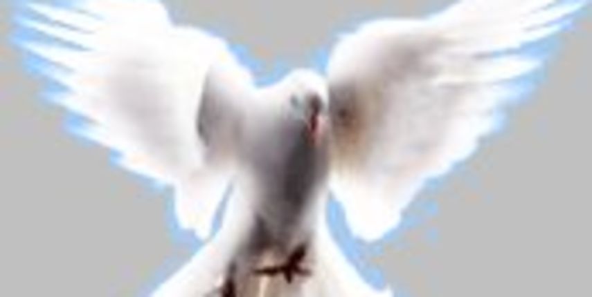 Bijela golubica (Foto: www.katolici.org) Bijela golubica (Foto: www.katolici.org)