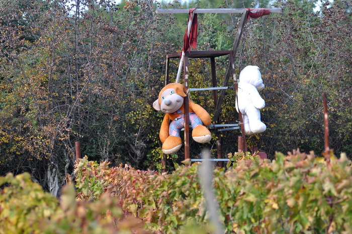 Zadar, 021111
Uz cestu koja vodi od Zadra prema Razancu moze se vidjeti jedan od sigurno najneobicnijih vinograda na svijetu. Umjesto uobicajenih strasila, vinograd cuvaju ogromni plisani medvjedi , lutke, barbike i raznorazne druge igracke i predmeti.
Fo Zadar, 021111
Uz cestu koja vodi od Zadra prema Razancu moze se vidjeti jedan od sigurno najneobicnijih vinograda na svijetu. Umjesto uobicajenih strasila, vinograd cuvaju ogromni plisani medvjedi , lutke, barbike i raznorazne druge igracke i predmeti.
Fo