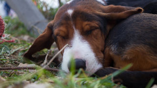 Tradicionalni Benkovački sajam, foto: Darko Belančić