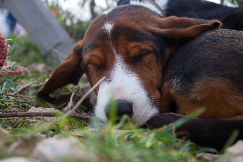 Tradicionalni Benkovački sajam, foto: Darko Belančić