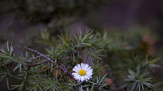 Ugodno prijepodne uz tok rijeke Karešnice i stare zapuštene mlinove, foto: Darko Belančić