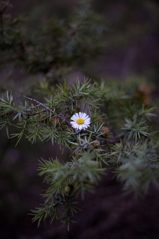 Ugodno prijepodne uz tok rijeke Karešnice i stare zapuštene mlinove, foto: Darko Belančić