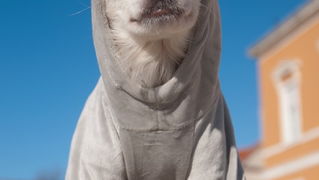 Zadar, 201211
Chihuahua Tito, vlasnice Elle Dusevic, gradom se seta u All Star tenisicama i trenerci.
Foto: Luka Gerlanc / CROPIX Zadar, 201211
Chihuahua Tito, vlasnice Elle Dusevic, gradom se seta u All Star tenisicama i trenerci.
Foto: Luka Gerlanc / CROPIX