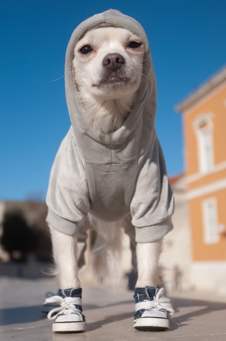 Zadar, 201211
Chihuahua Tito, vlasnice Elle Dusevic, gradom se seta u All Star tenisicama i trenerci.
Foto: Luka Gerlanc / CROPIX Zadar, 201211
Chihuahua Tito, vlasnice Elle Dusevic, gradom se seta u All Star tenisicama i trenerci.
Foto: Luka Gerlanc / CROPIX
